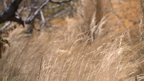 Tall Grass in the Wind Stock Footage 91775724