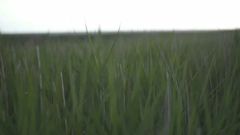 Tall Grass In Wind Stock Footage