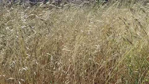 Tall Grass in Wind Stock Footage 134592347