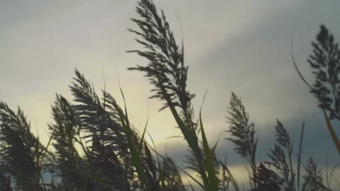 Tall grass in the wind Stockbeeldmateriaal 171720326