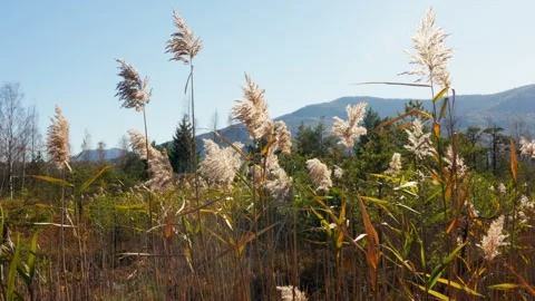 Tall grass in the wind Stockbeeldmateriaal 253498278