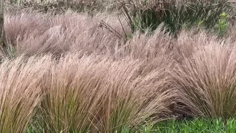 Tall grass in the wind Stock Footage 279092435