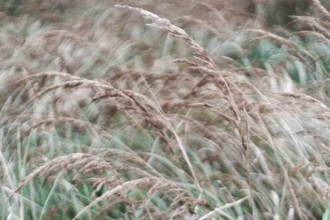 Tall grass in wind Stock Photos