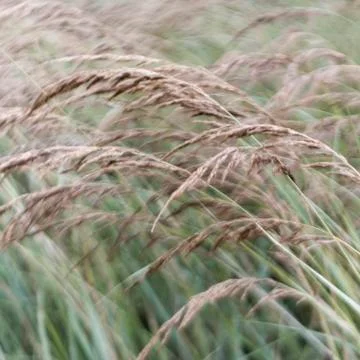 Tall grass in wind Stock Photos