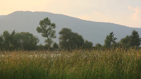 Tall grass in the wind at sunset Stock Footage 107397775