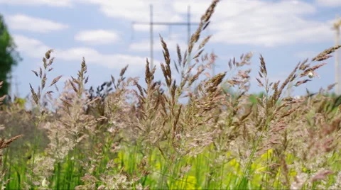Tall grass in wind under high-voltage power line Video stock 45805332