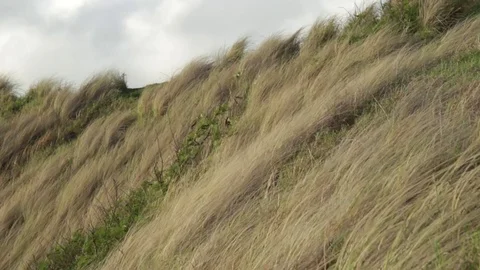 Tall Grass on Windy Hill Close Up Stock Footage 73130852
