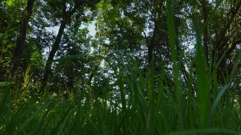Tall grass in woods Stock Footage 122139715