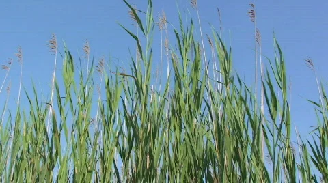 Tall Grasses Blowing in the Wind Stock Footage 314073