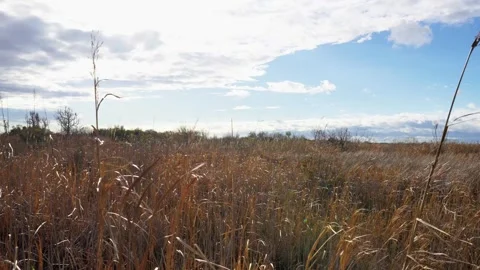 Tall Grasses Blowing In The Wind Stock Footage 308733701