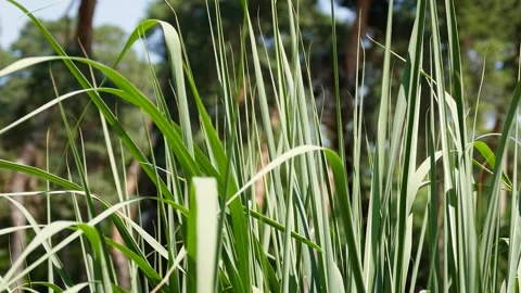 Tall grasses Video stock 221285940