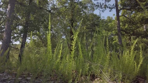 Tall Grasses in Forested Area Stock Footage 247108300