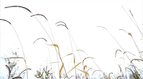 Tall grasses gently blowing in the wind Stock Footage 56828378
