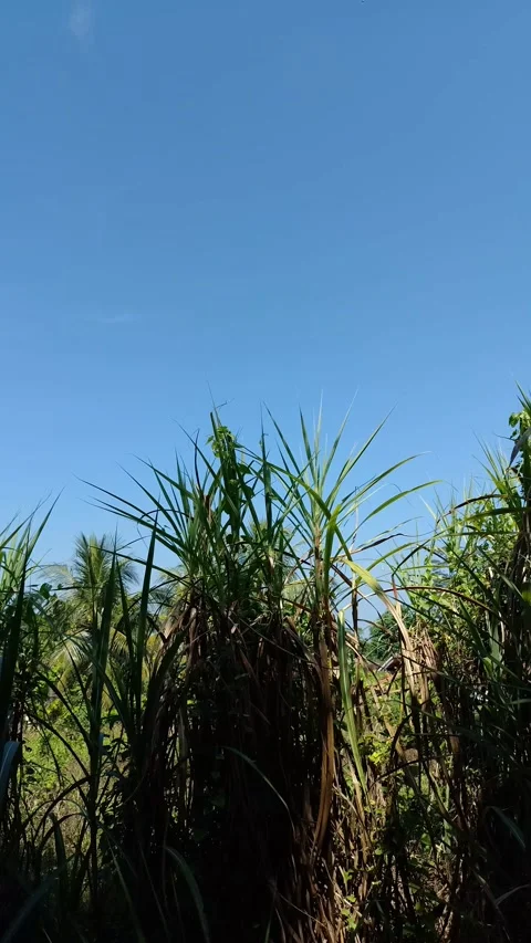 Tall grasses sway gently under bright blue skies Stock Footage 331905426