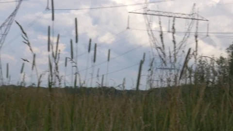 Tall Grassy Field 스톡 동영상 78690948