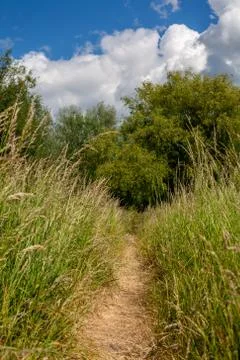 Tall Grassy Pathway Stock Photos