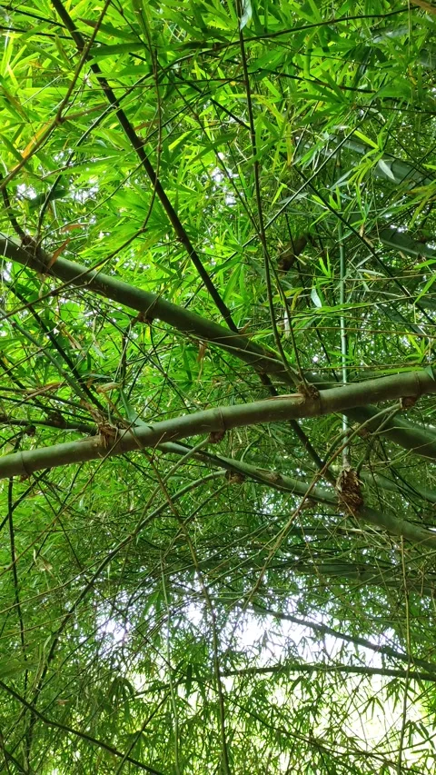 Tall Green Bamboo Trees Viewed from Below with Forest Canopy Stock Footage 335621461
