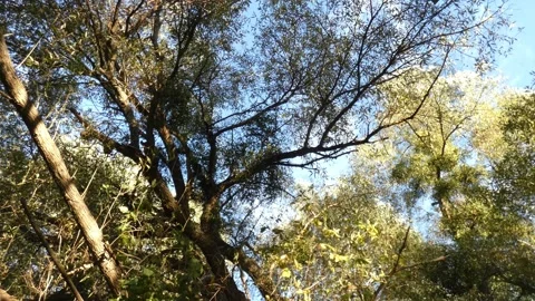 Tall green broadleaf tree crowns against clear blue sky, tilting Видео 340201522
