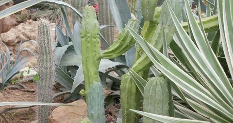 Tall Green Cactus Plant with Sharp Spines in Tropical Arid Garden Stock-Footage 99462231