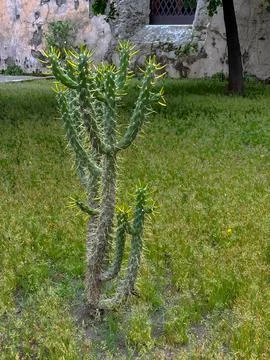 A tall green cactus with sharp thorns grows in a grassy courtyard Stock Photos