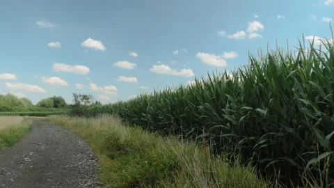 Tall green corn growing next to dirt road on sunny summer day Stock Footage 343542654