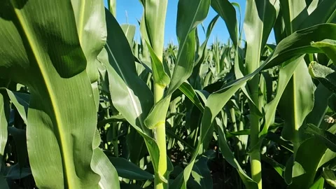 Tall green corn. Slow motion video of a field of green corn close-up Stock Footage 312989254