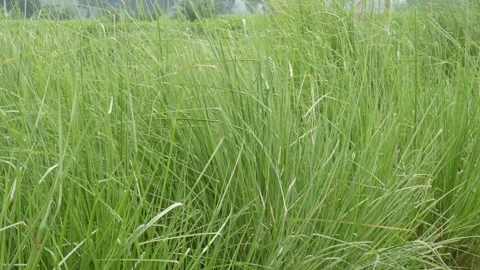 Tall Green Crops Vídeo Stock 336684774