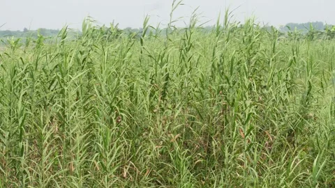 Tall Green Crops Stock Footage 336687058