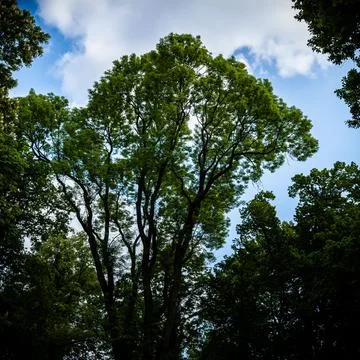 Tall green deciduous tree in a park against a blue sky with white clouds Stock Photos