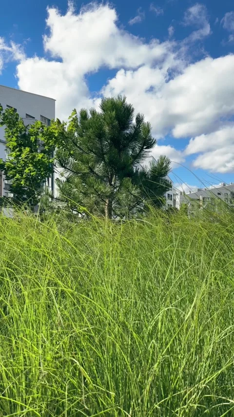 Tall green grass and branches moving in wind against blue sky with white cl.. Stock Footage 345524461