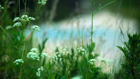 Tall green grass in the background of calm water surface of a lake, pond, river Stock Footage 119496818