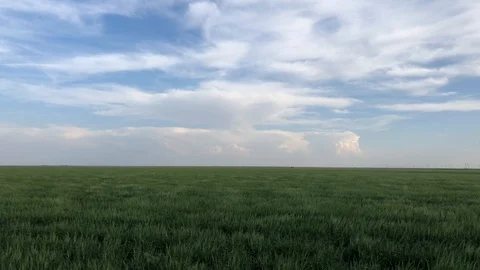 Tall Green Grass Blowing in Wind Stock Footage 112997275