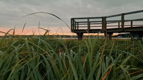 Tall Green Grass Blowing In The Wind With A Boardwalk And Pink Sky Stock-Footage 255322053