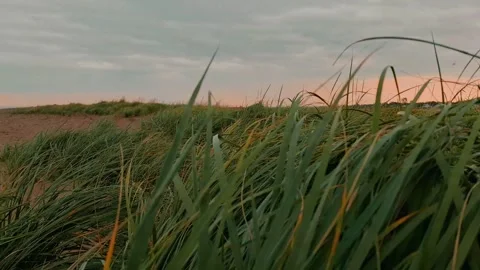 Tall Green Grass Blowing In The Wind At Sunset With Pink Sky And Grey Clouds Video stock 255322058
