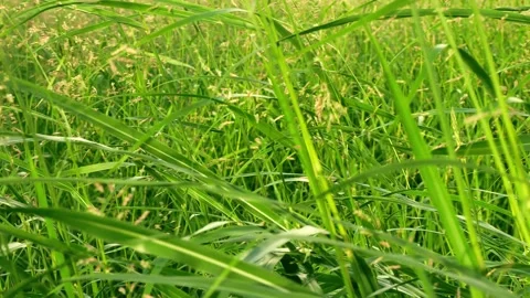 Tall green grass blowing in the wind Stock Footage 295325688