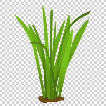 Tall green grass bundle with soil base vector illustration. Stock Illustration