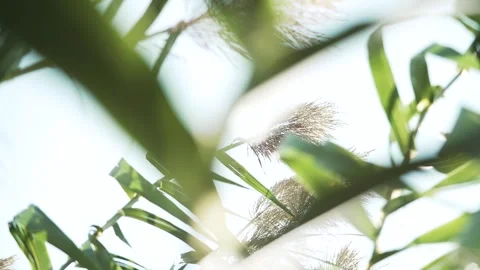 Tall green grass with cattails blowing on a windy bright sun Stock-Footage 252107400