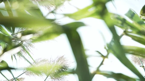 Tall green grass with cattails blowing on a windy bright sun Stock Footage 252107407