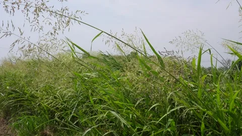 Tall Green Grass Field Stock Footage 333964825