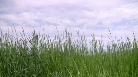 Tall Green Grass. Stock Footage 445652