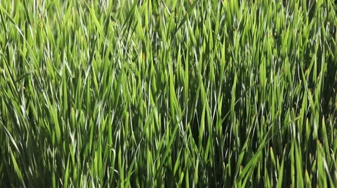TALL GREEN GRASS Stock Footage 953570