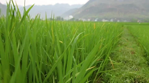 A tall green grass Stock Footage 155593586