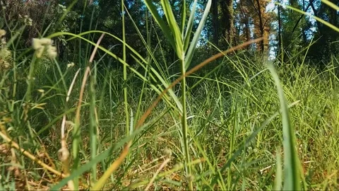 Tall green grass Vídeo Stock 238399633