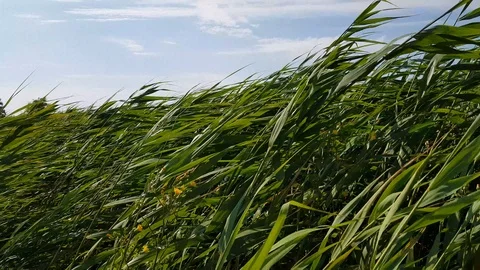 Tall Green Grass With Hard Wind, In Foreground Blue Sky Video stock 111487574
