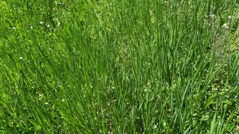 Tall green grass moved by wind in the meadow Stock Footage 306554816