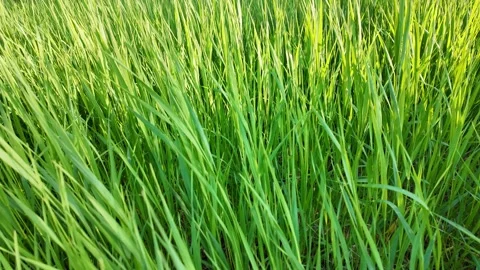 Tall green grass moving in the wind Video stock 310526616