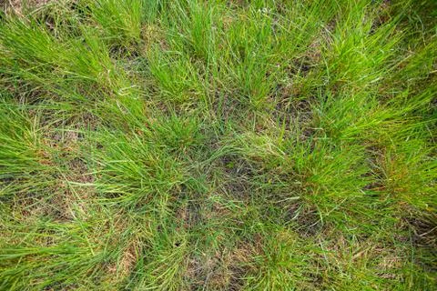 Tall green grass in spring Foto stock