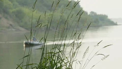 Tall green grass stalks close up with blurred river background Stock Footage 337754267