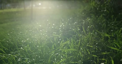 Tall Green Grass In Sunlight Stock Footage 82275237