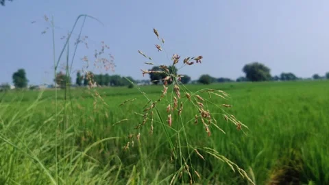 Tall green grass swaying in the breeze on a beautiful summer day Stockbeeldmateriaal 266551663